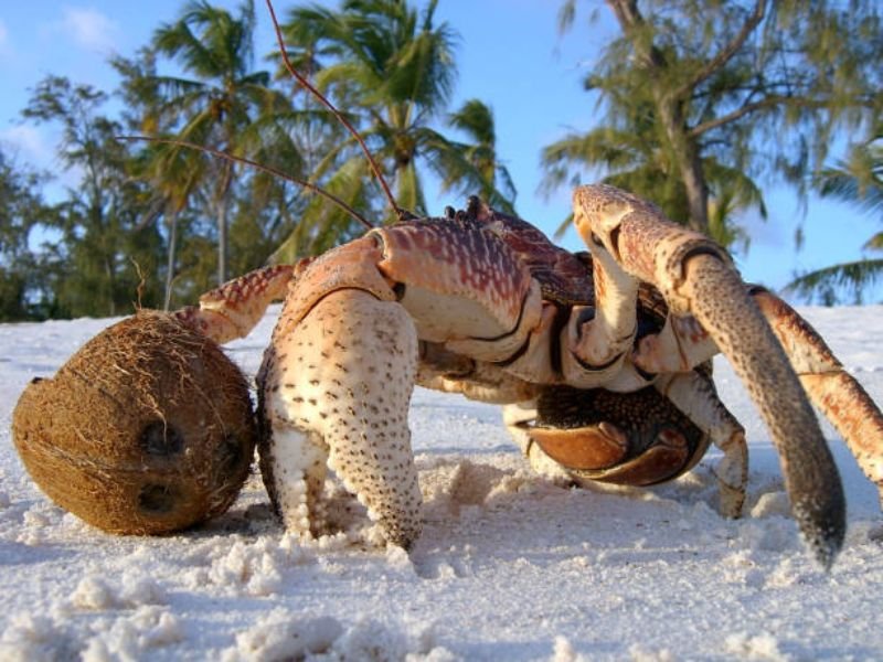 coconut crab giant