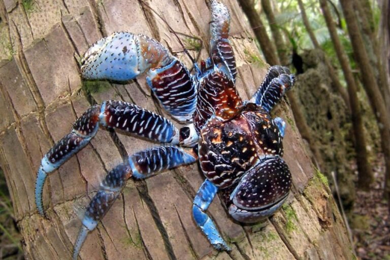 Giant Coconut Crab: Meet the Largest Land Crustacean - Proto Animal