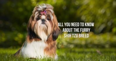 Shih Tzu breed