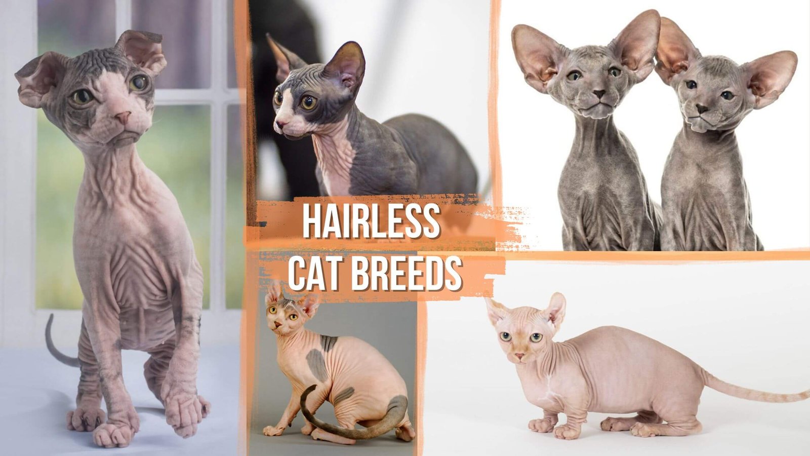 Meet 7 hairless cat breeds - Proto Animal