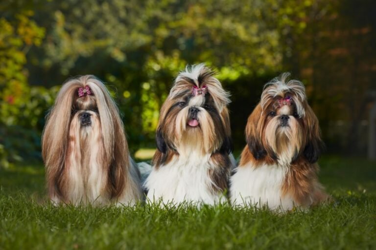 All you need to know about the furry Shih Tzu breed - Proto Animal