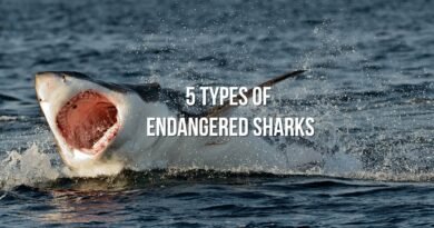 sharks endangered