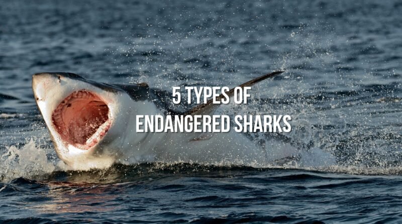 sharks endangered