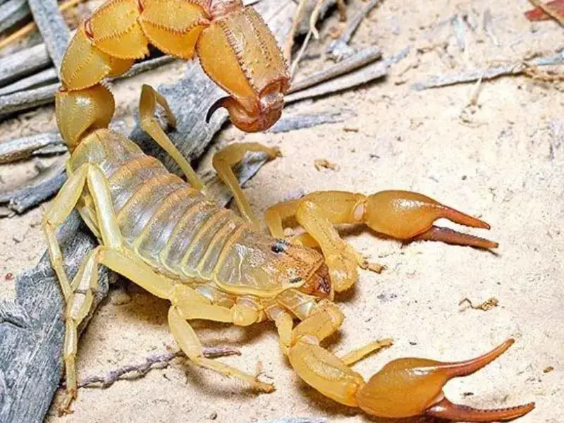 types of scorpions