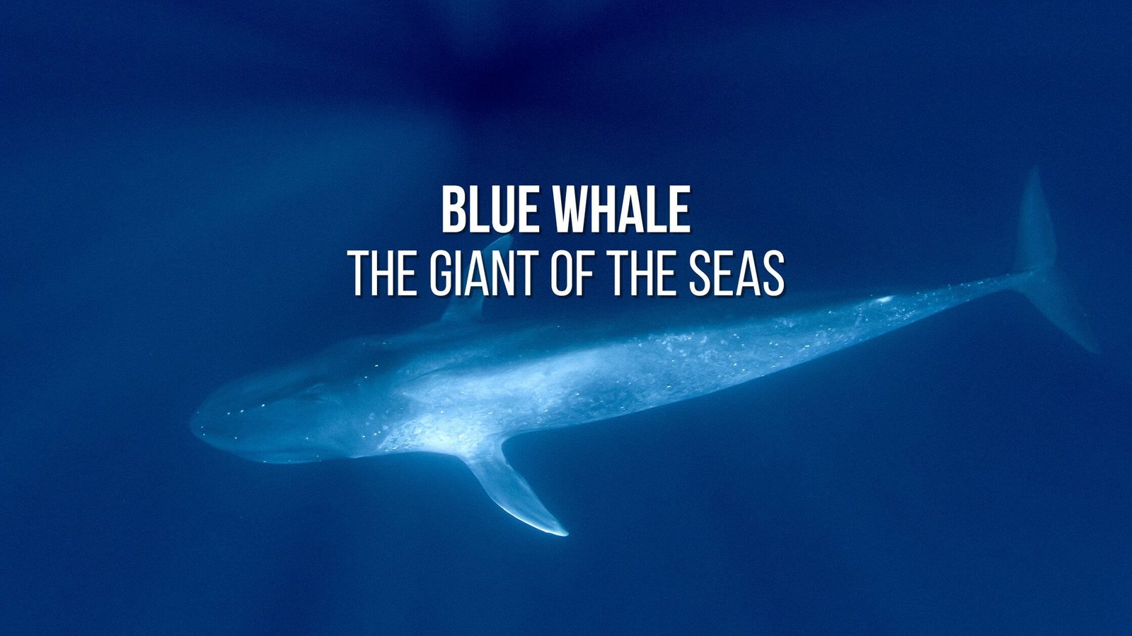 Learn all about the blue whale: the giant of the seas - Proto Animal
