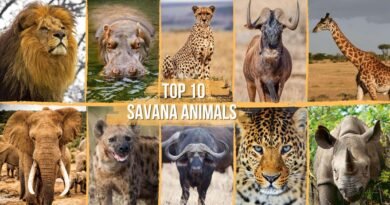 savanna animals