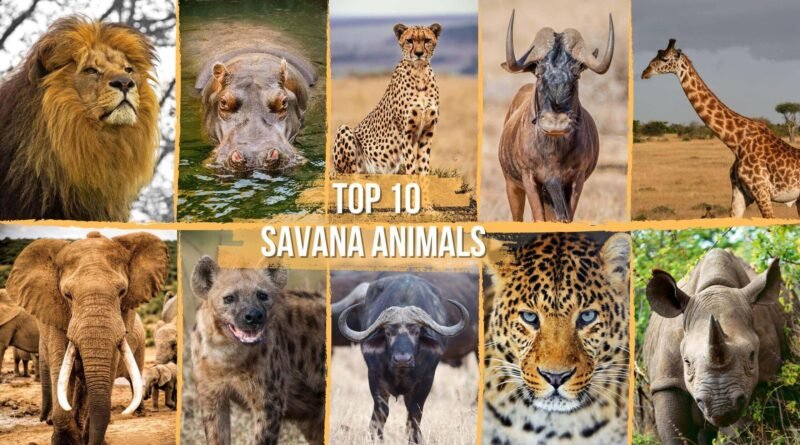 savanna animals