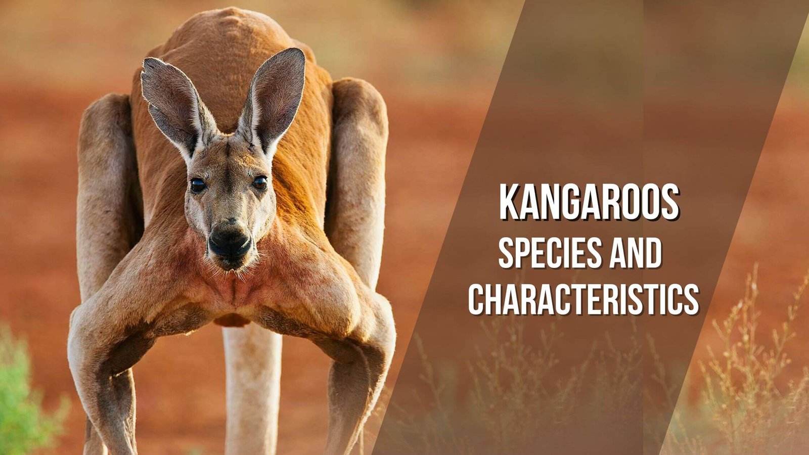 Kangaroo Species: Learn about them and their characteristics - Proto Animal