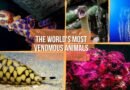 Deadly Venom: Meet Some of the World’s Most Venomous Animals