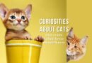 Curiosities About Cats That Every Feline Lover Should Know