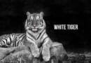 white tiger