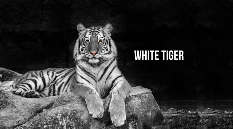 white tiger