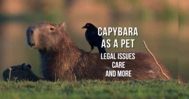 capybara as a pet