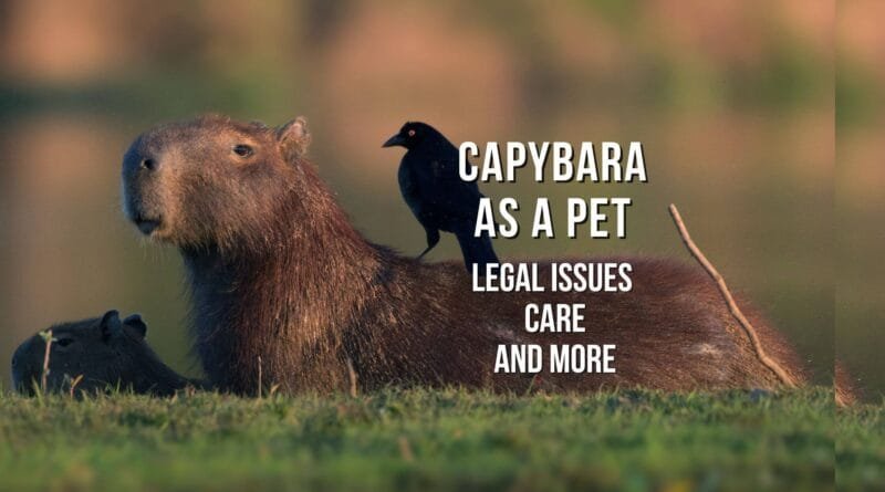 capybara as a pet